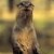 Avatar of otterwalks